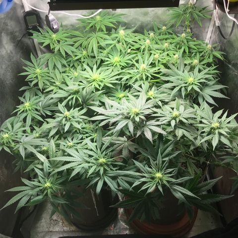 GLUEBERRY OG  #3 growlog timeline photo