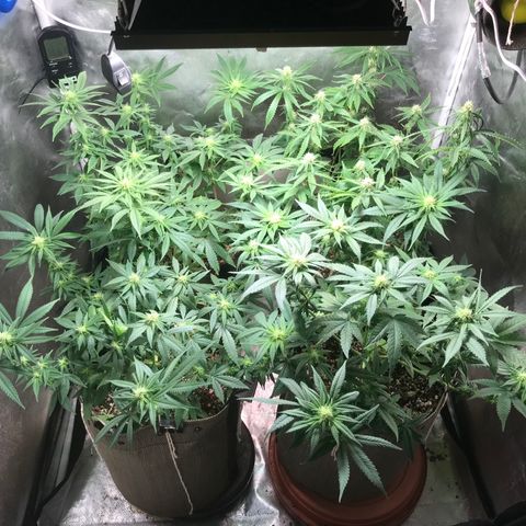 GLUEBERRY OG  #3 growlog timeline photo
