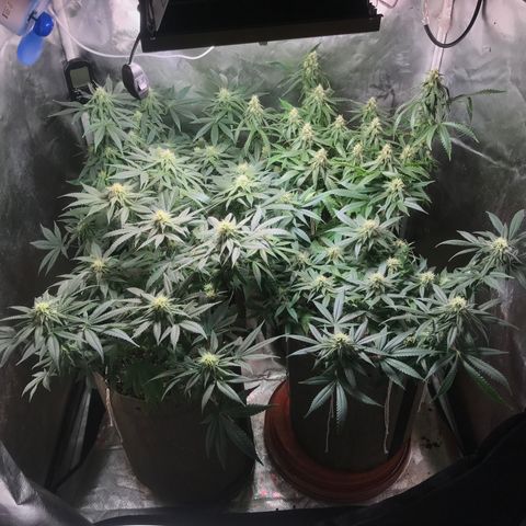 GLUEBERRY OG  #3 growlog timeline photo