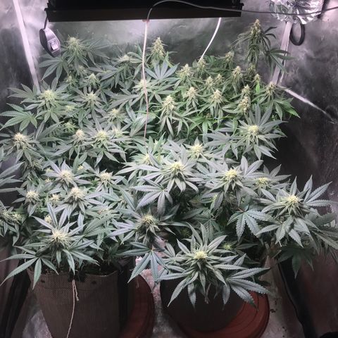 GLUEBERRY OG  #3 growlog timeline photo