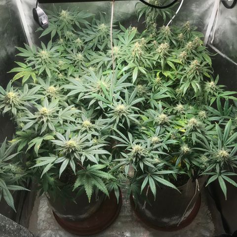 GLUEBERRY OG  #3 growlog timeline photo