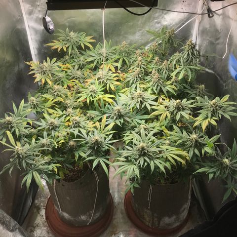 GLUEBERRY OG  #3 growlog timeline photo