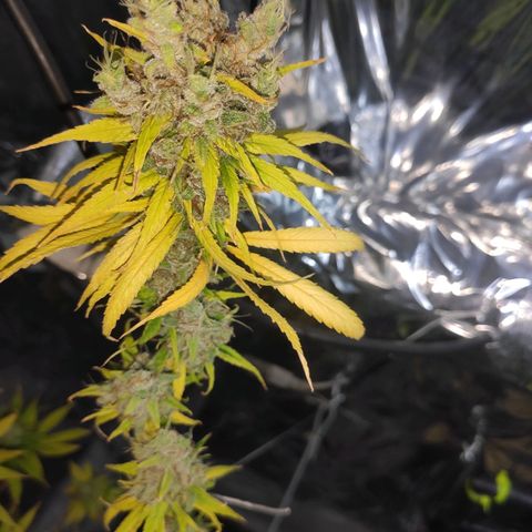 Mohan Thai growlog timeline photo