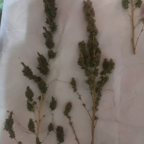 Mohan Thai growlog timeline photo