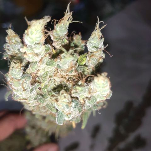 Mohan Thai growlog timeline photo