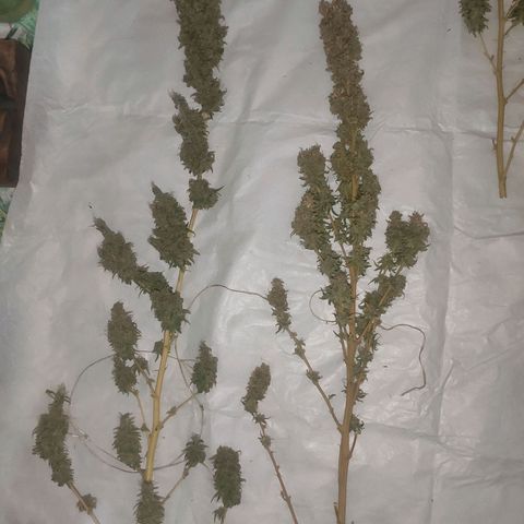 Mohan Thai growlog timeline photo