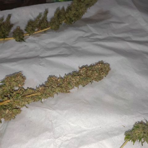 Mohan Thai growlog timeline photo