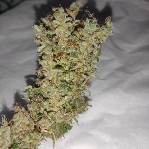 Mohan Thai growlog timeline photo