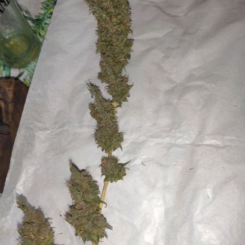 Mohan Thai growlog timeline photo