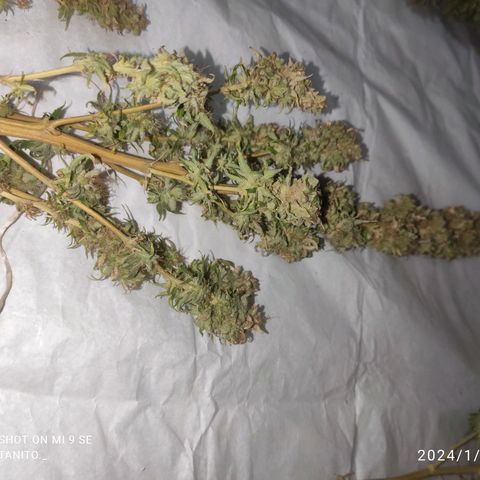 Mohan Thai growlog timeline photo