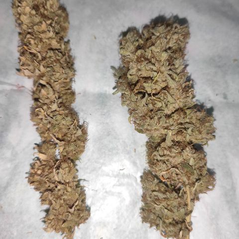 Mohan Thai growlog timeline photo