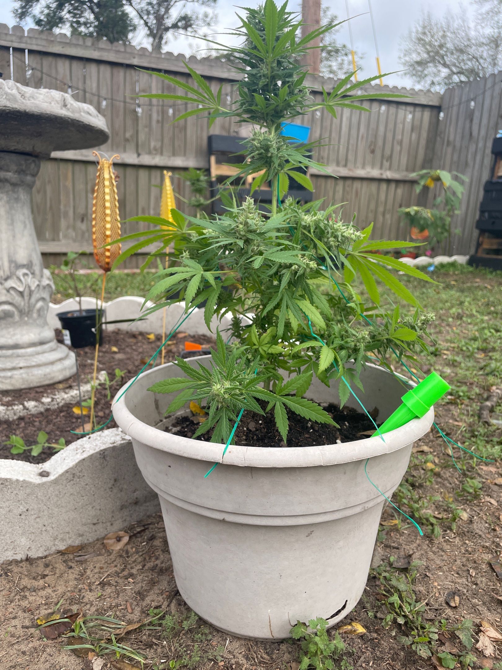 Unknown strain growlog header