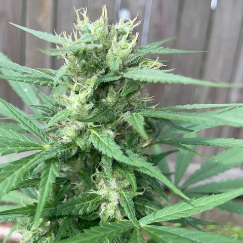 Unknown strain growlog photo