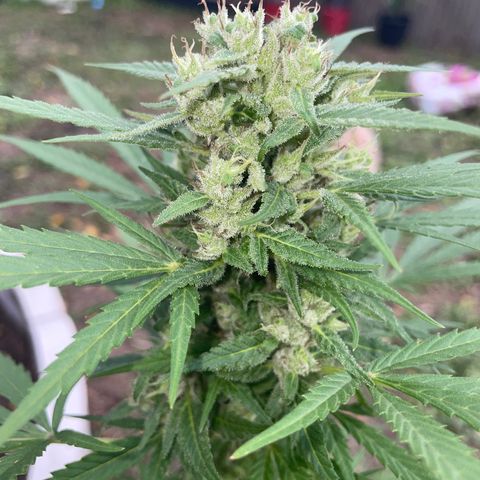 Unknown strain growlog photo