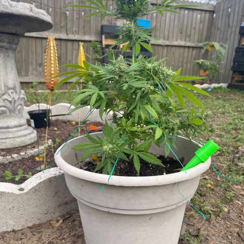 Unknown strain growlog in Outdoor