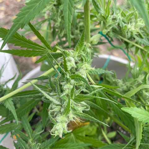 Unknown strain growlog photo