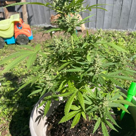 Unknown strain growlog timeline photo