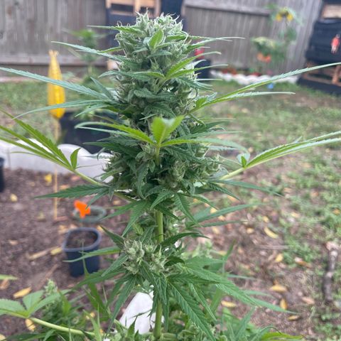 Unknown strain growlog photo: Idk what that is called when you pull the leaf with the string thing 