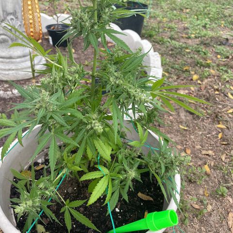 Unknown strain growlog photo: Idk what that is called when you pull the leaf with the string thing 