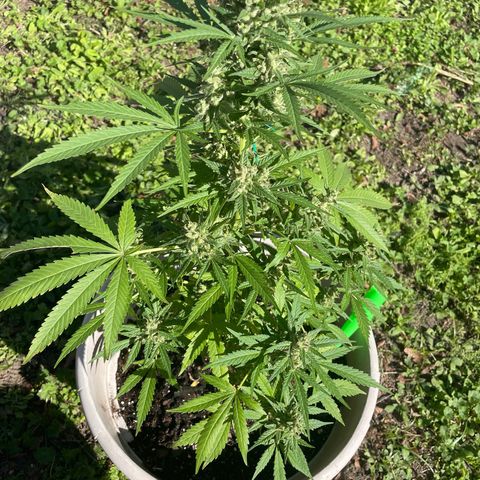 Unknown strain growlog timeline photo