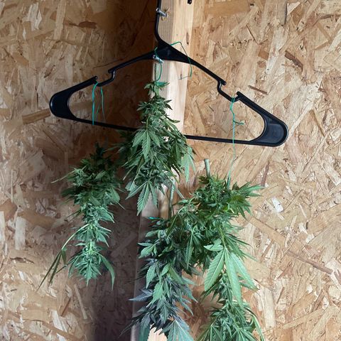 Unknown strain growlog timeline photo