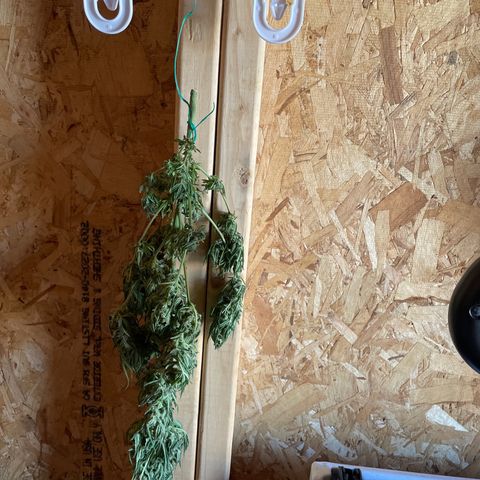 Unknown strain growlog timeline photo