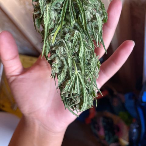 Unknown strain growlog timeline photo