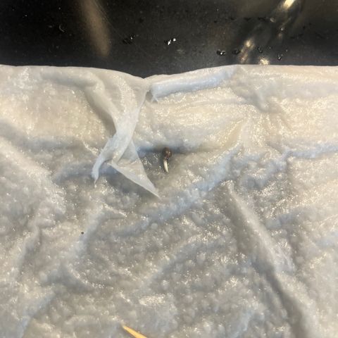Blueberry glue growlog photo: Transplant small cups good germinated