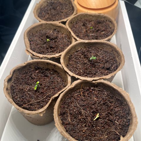 Blueberry glue growlog photo: 3 glue came out 2 gelato 