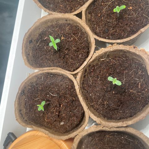 Blueberry glue growlog photo: 1 each died