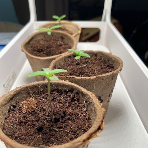 Blueberry glue growlog timeline photo