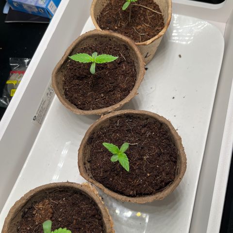 Blueberry glue growlog timeline photo