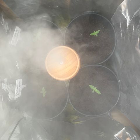 Blueberry glue growlog timeline photo