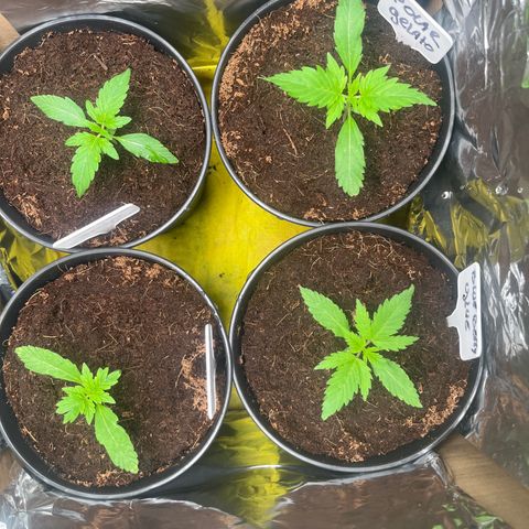 Blueberry glue growlog timeline photo