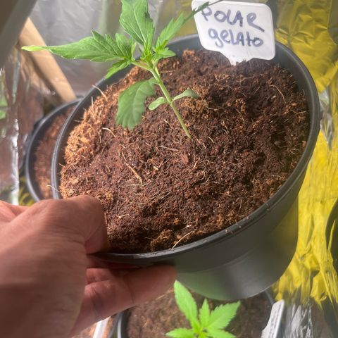 Polar gelato  growlog timeline photo