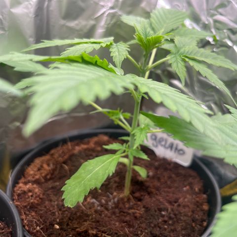 Blueberry glue growlog timeline photo