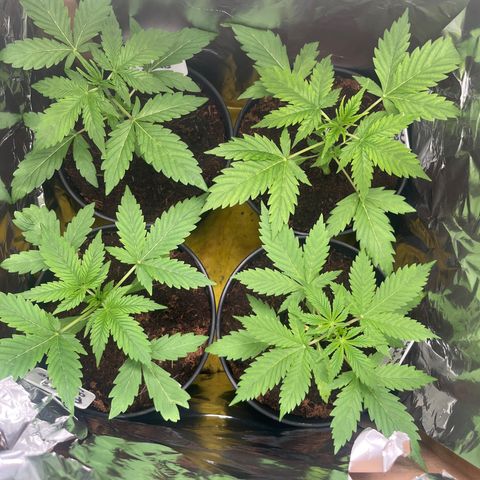 Blueberry glue growlog timeline photo