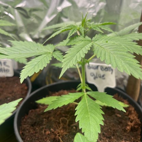 Blueberry glue growlog timeline photo