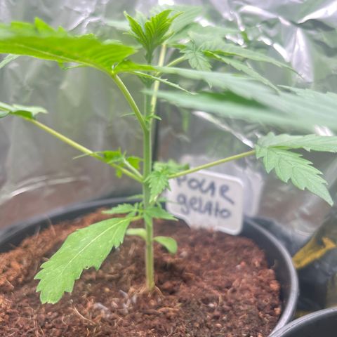 Polar gelato  growlog timeline photo