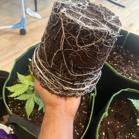 Blueberry glue growlog timeline photo