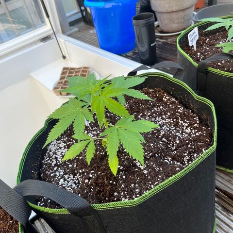 Blueberry glue growlog timeline photo