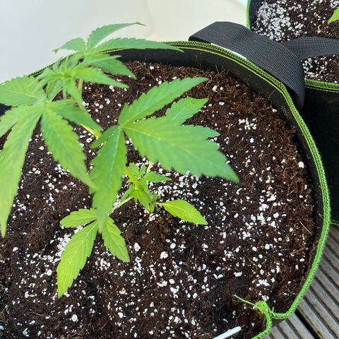 Blueberry glue growlog timeline photo