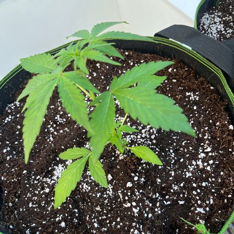 Blueberry glue growlog timeline photo