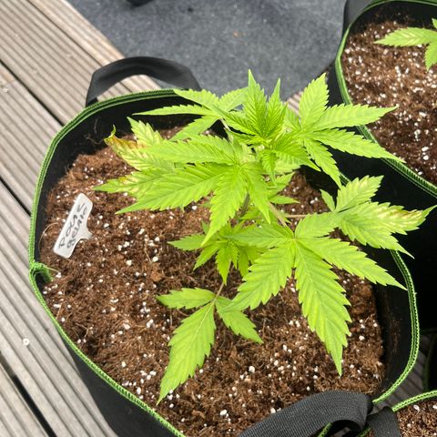 Blueberry glue growlog timeline photo