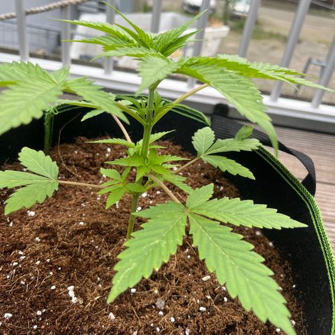 Blueberry glue growlog timeline photo