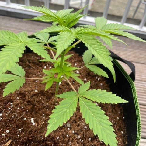 Blueberry glue growlog timeline photo