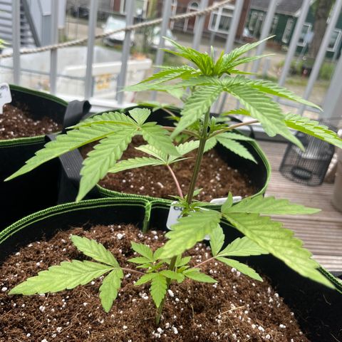 Blueberry glue growlog timeline photo
