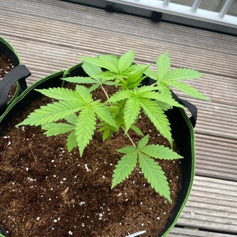 Blueberry glue growlog timeline photo