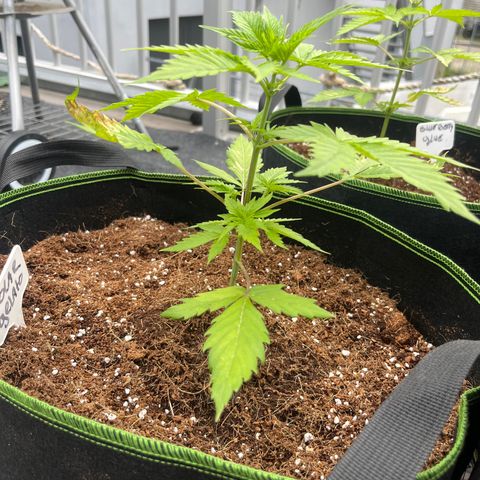 Blueberry glue growlog timeline photo