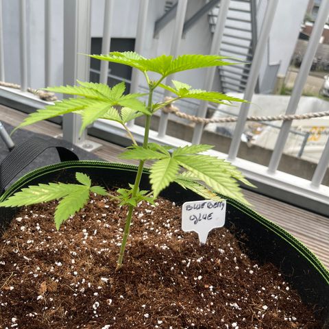 Blueberry glue growlog timeline photo
